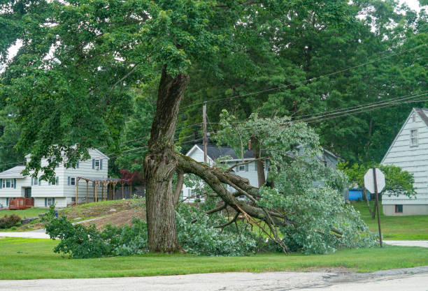 Trusted Kirkland, WA Tree Service Experts